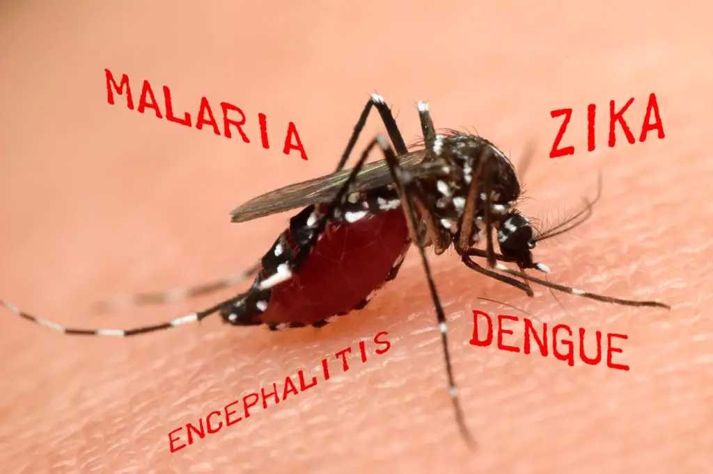 Mücken Krankheiten Malaria und Co