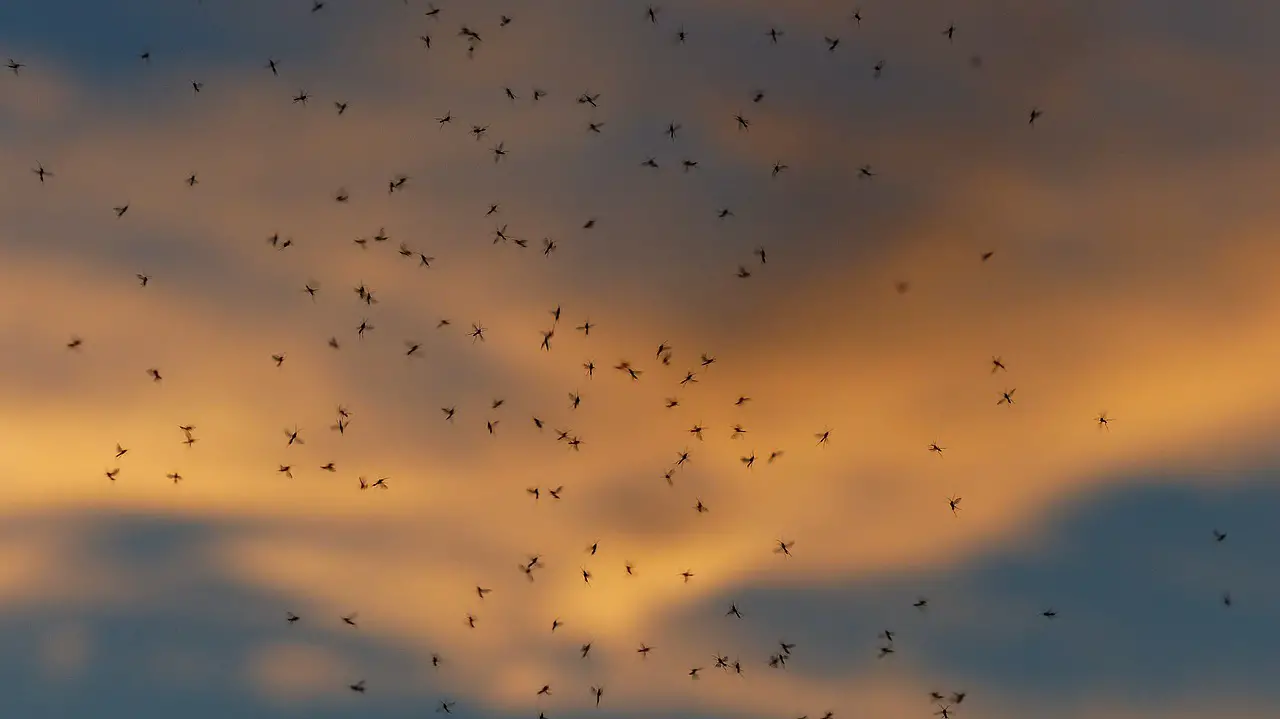 Mücken Schottland: Midges
