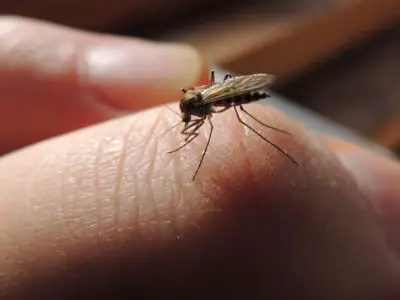 Was zieht Mücken an? Diese 7 Faktoren sorgen für mehr Mückenstiche