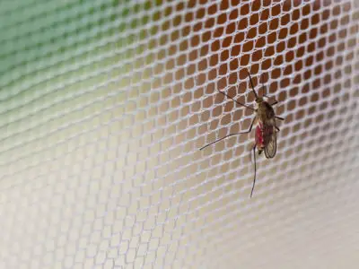 Kopfnetz gegen Mücken: Optimaler Mückenschutz im Gesicht