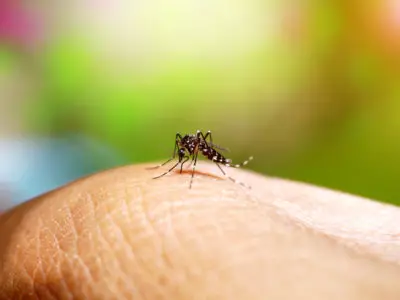 Mückenstich erkennen: 4 typische Hinweise auf Mückenstiche