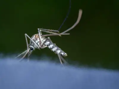 Wie lange leben Mücken? Infos zur Lebenszeit