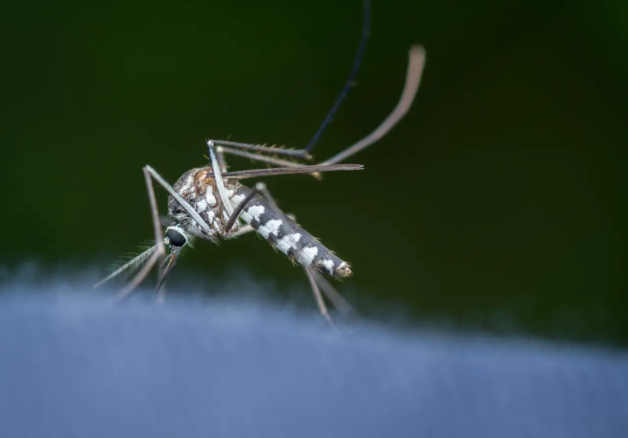 Titelfoto: Wie lange leben Mücken eigentlich?